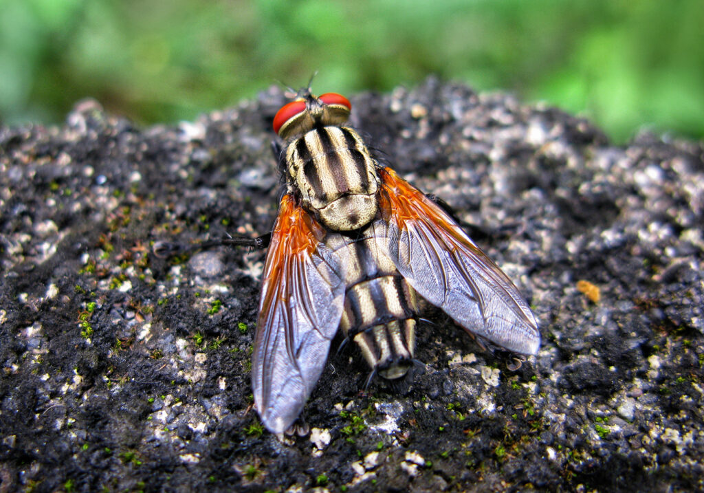 House Flies and Allies