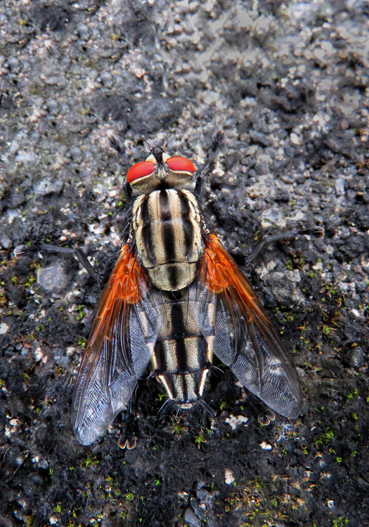 House Flies and Allies