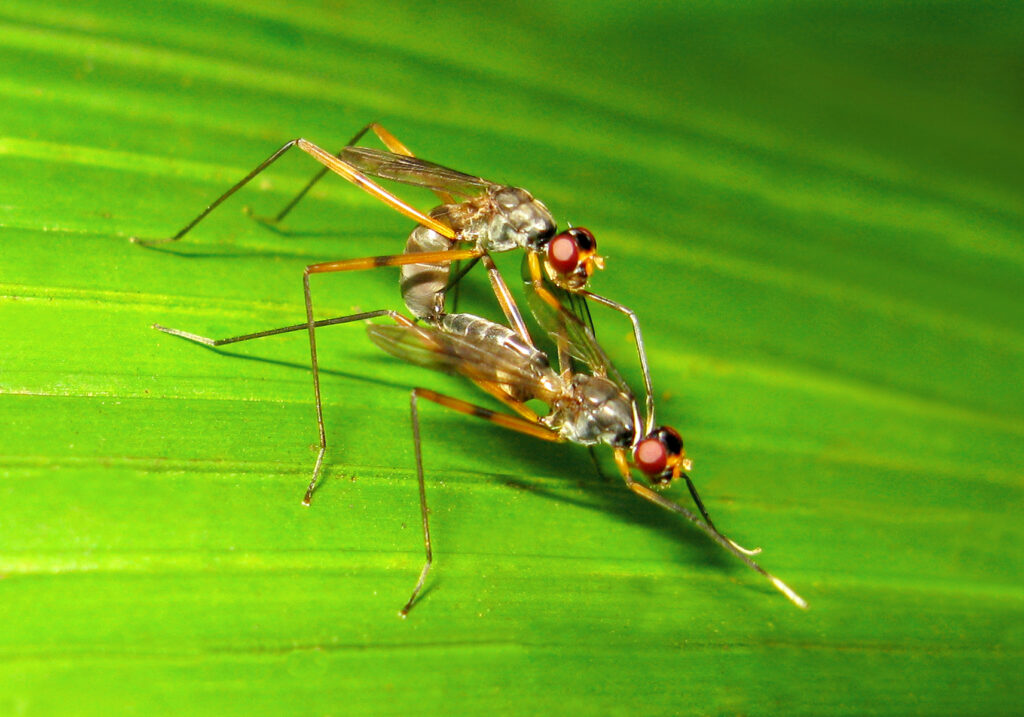 Lalat Berkaki Panjang (Famili Micropezidae)