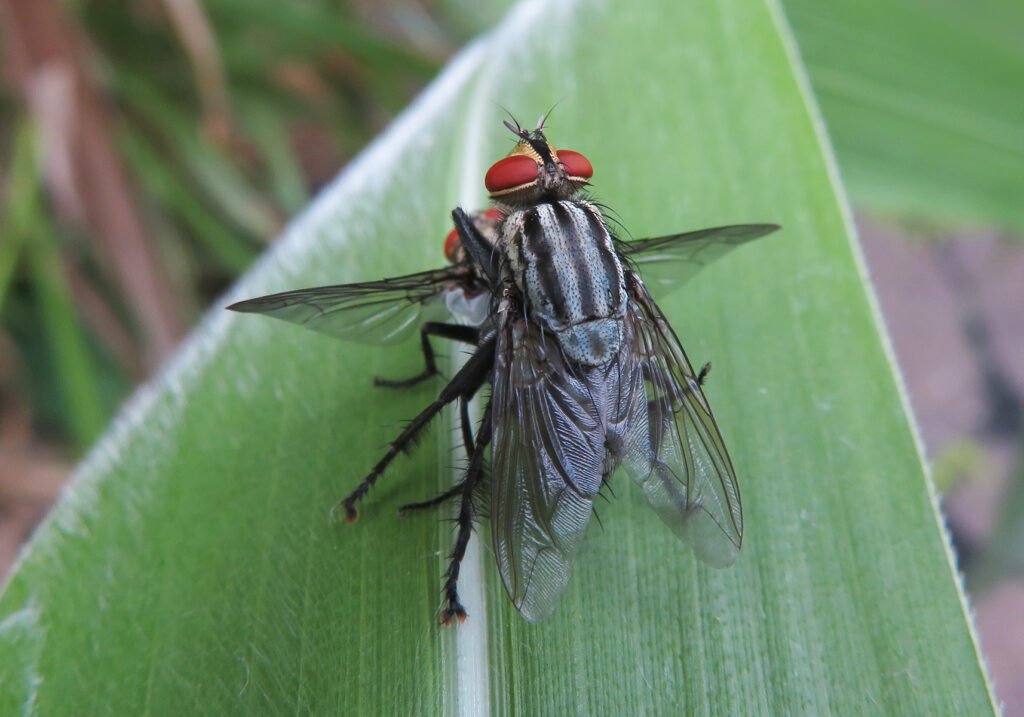 Flesh Flies and Satellite Flies