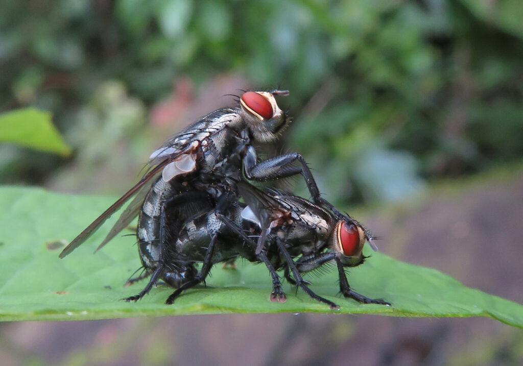 Flesh Flies and Satellite Flies