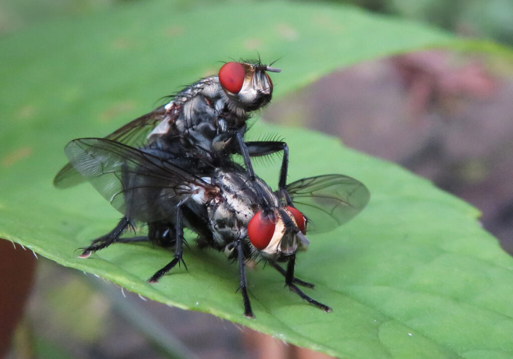 Flesh Flies and Satellite Flies