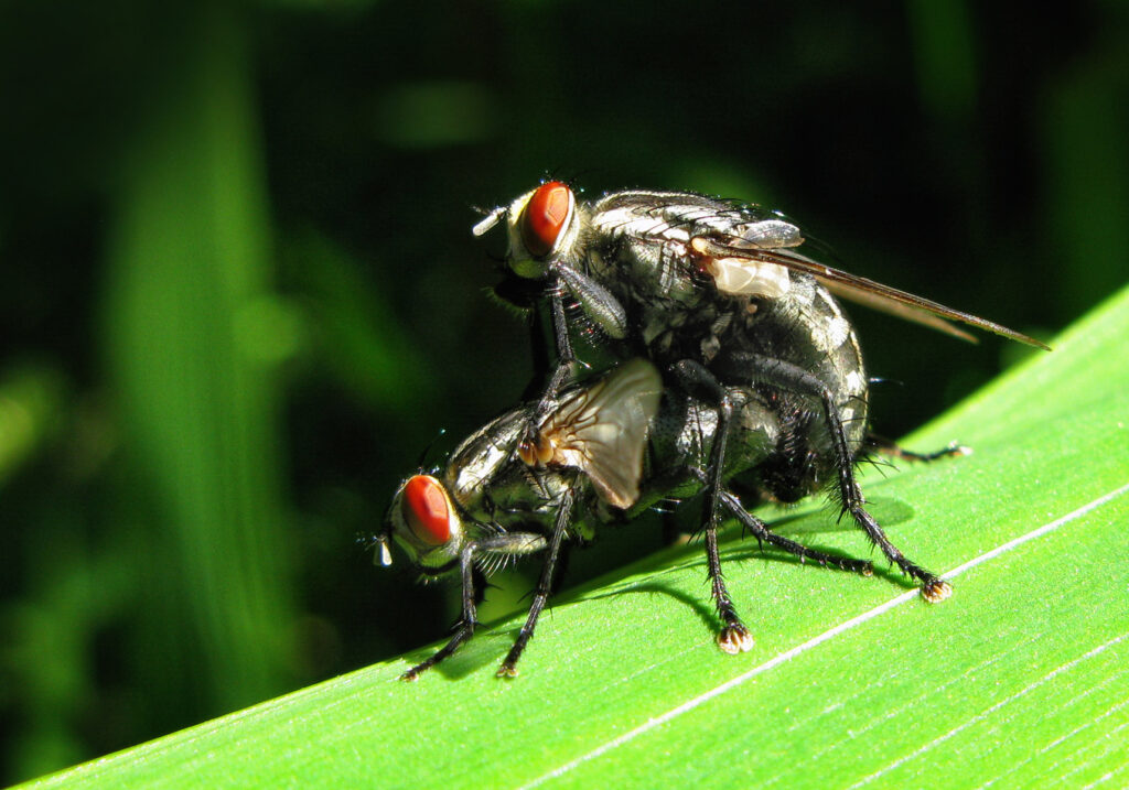 Flesh Flies and Satellite Flies