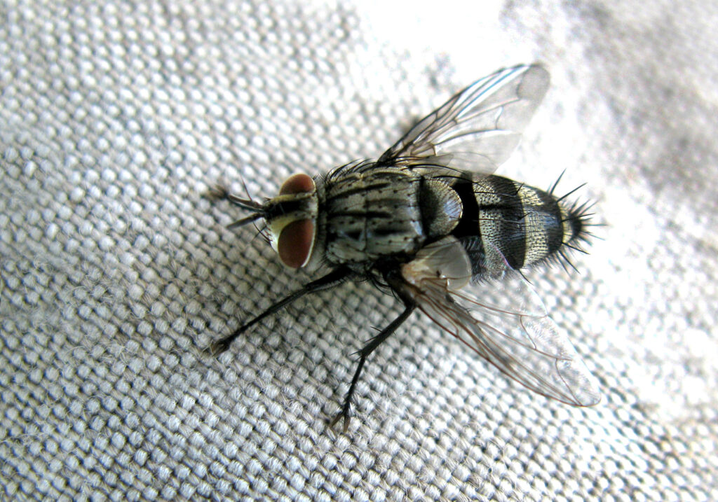 Lalat Tachinid (Famili Tachinidae)