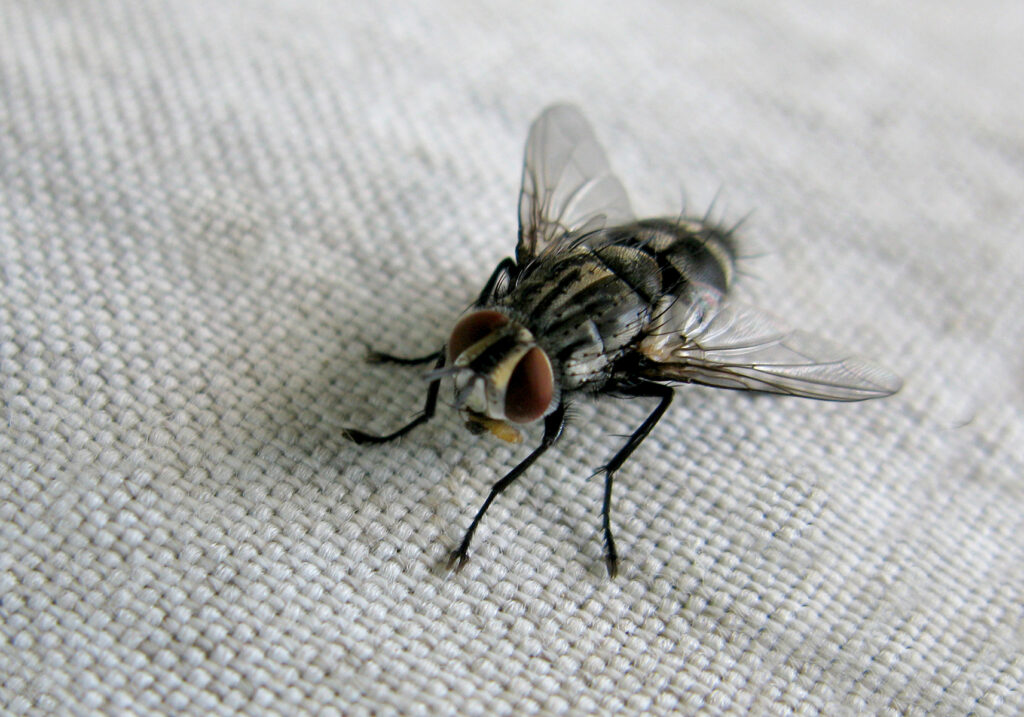 Lalat Tachinid (Famili Tachinidae)