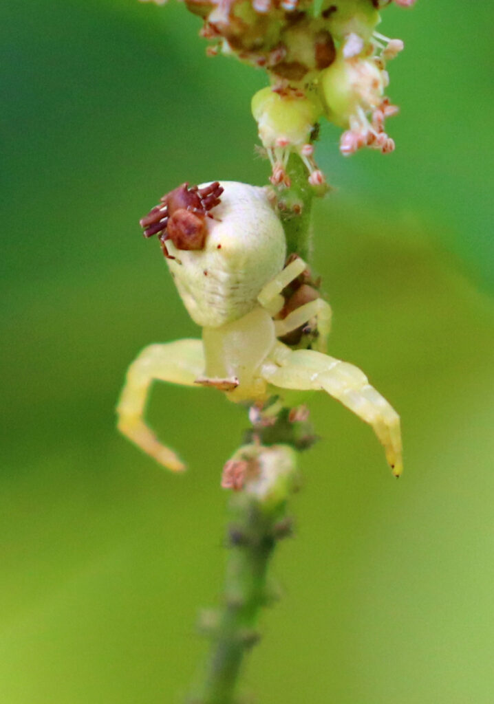 Crab Spiders