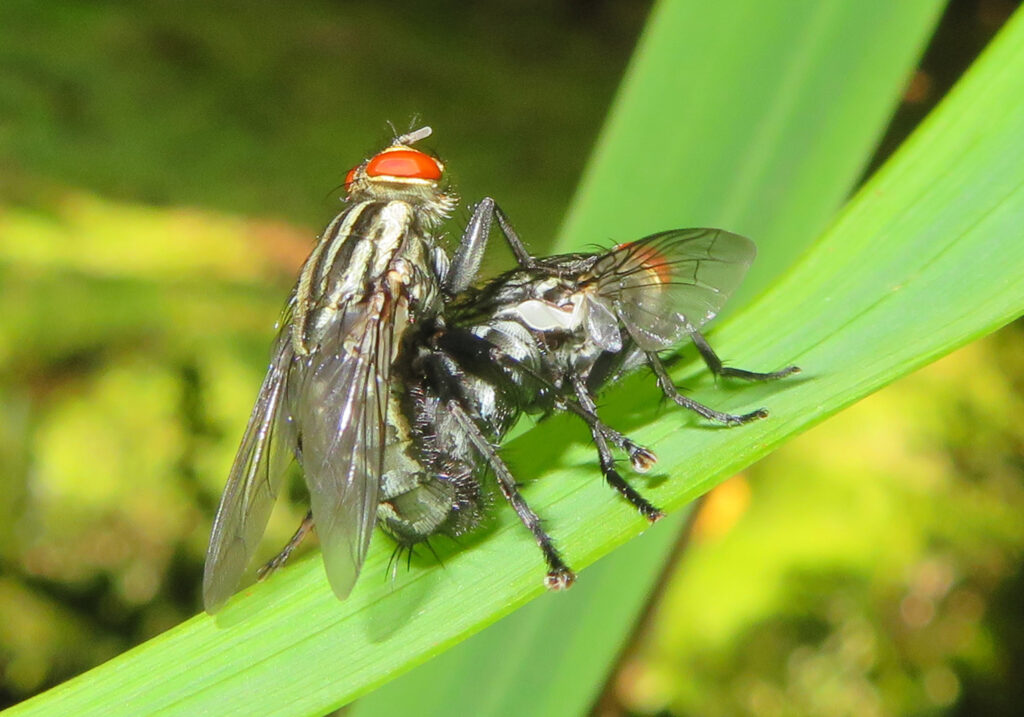 Lalat Daging (Famili Sarcophagidae)