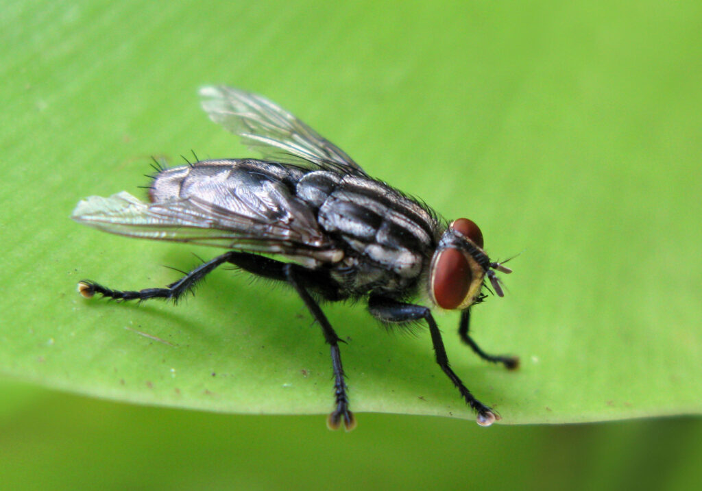 Lalat Daging (Famili Sarcophagidae)