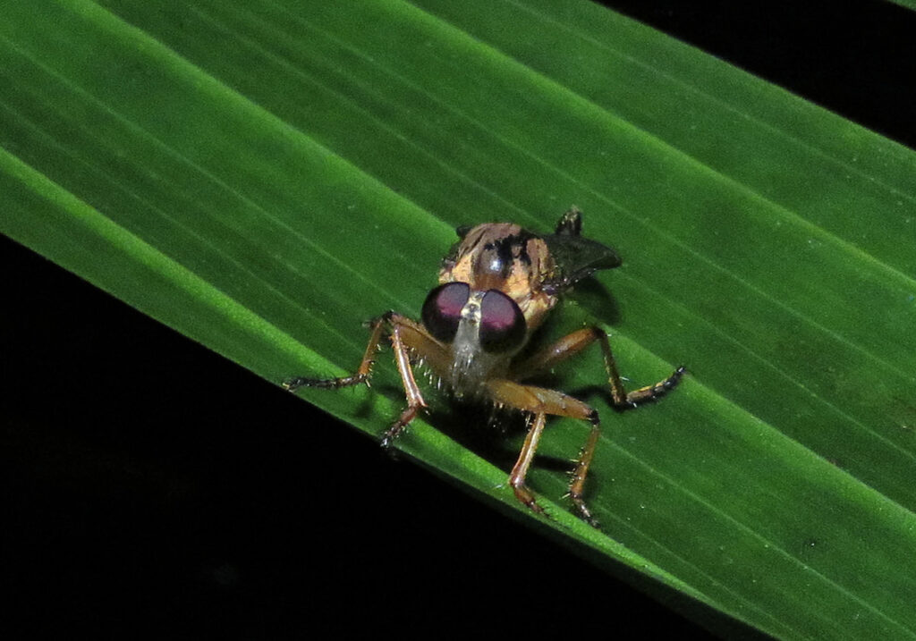 Robber Flies (Family Asilidae)