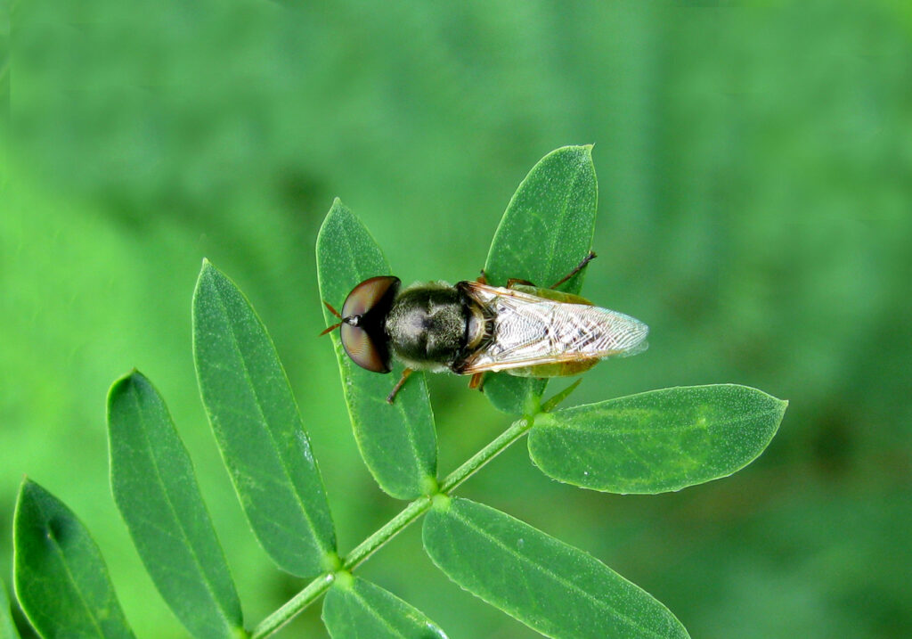 Soldier Flies (Family Stratiomyidae)