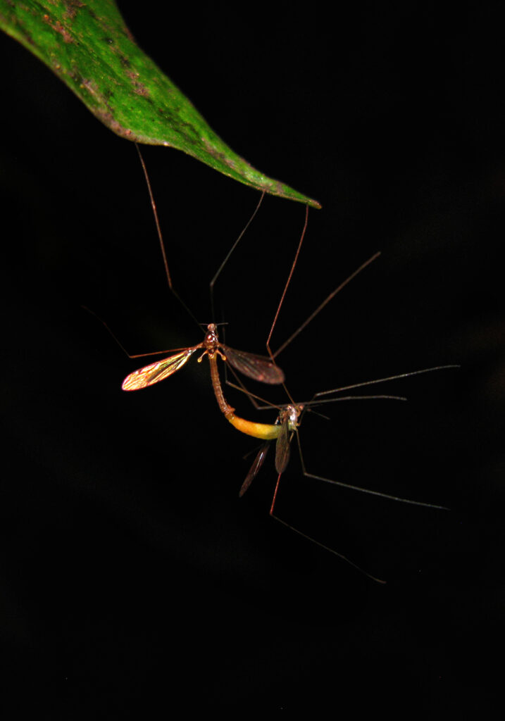 Large Crane Flies