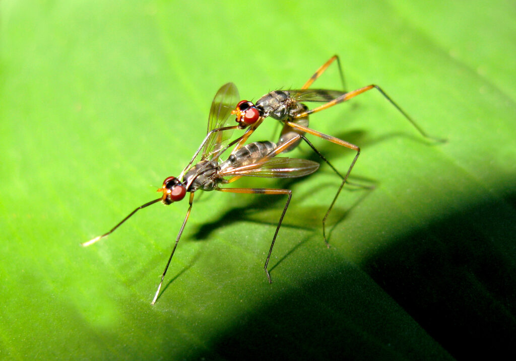 Lalat Berkaki Panjang (Famili Micropezidae)