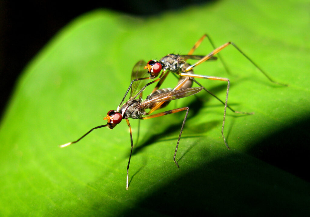 Lalat Berkaki Panjang (Famili Micropezidae)