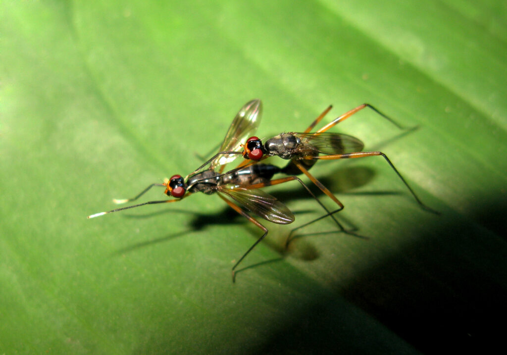 Lalat Berkaki Panjang (Famili Micropezidae)