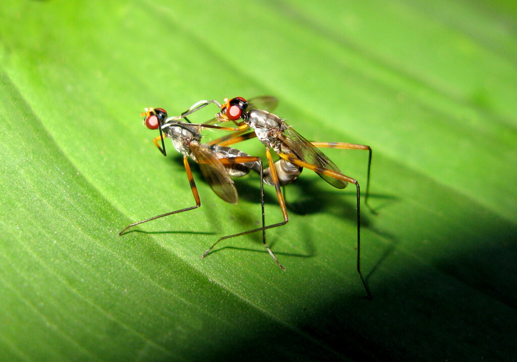 Lalat Berkaki Panjang (Famili Micropezidae)