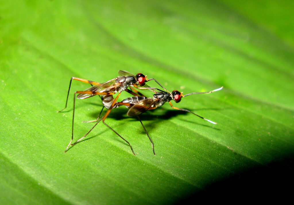 Lalat Berkaki Panjang (Famili Micropezidae)