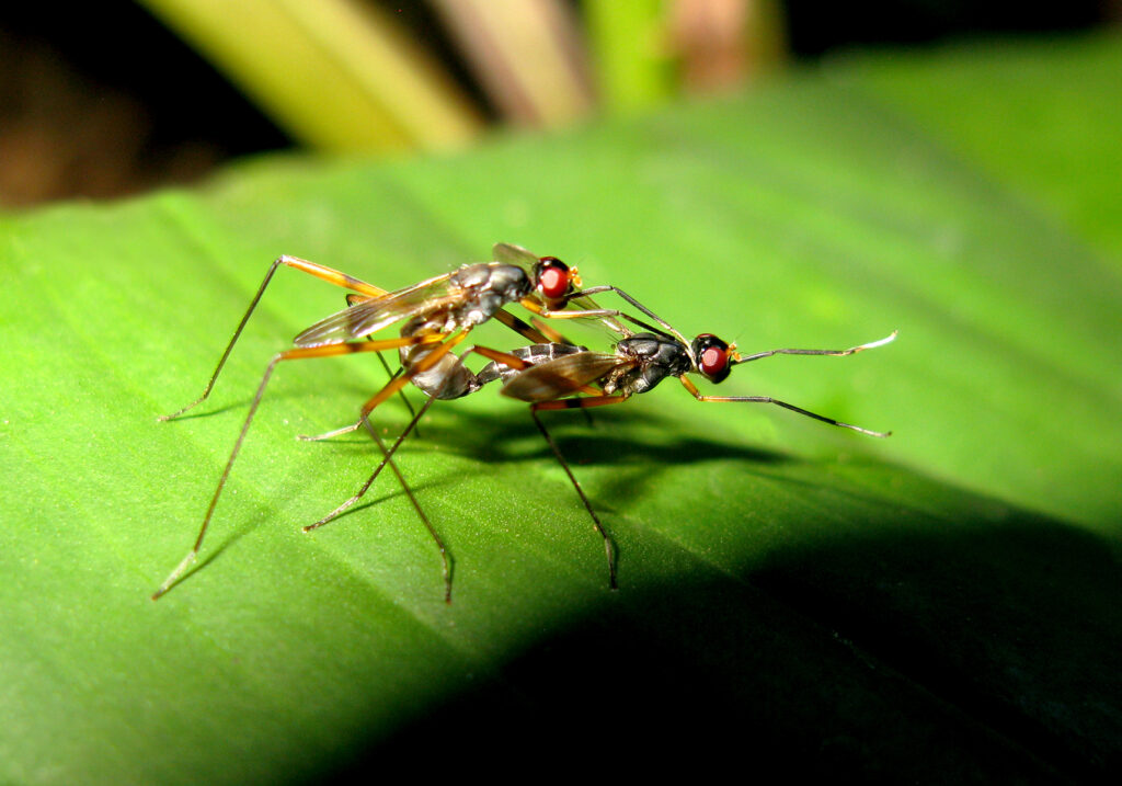 Lalat Berkaki Panjang (Famili Micropezidae)