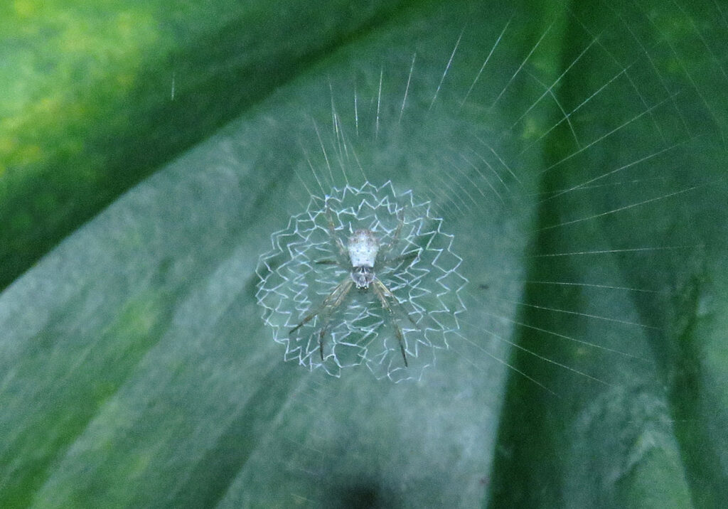 Garden Orbweavers