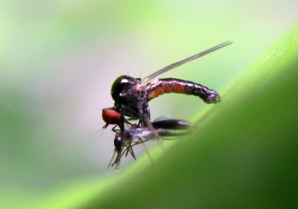 Dance Flies, Long-legged Flies, and Allies