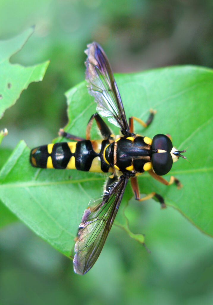 Hover Flies (Family Syrphidae)