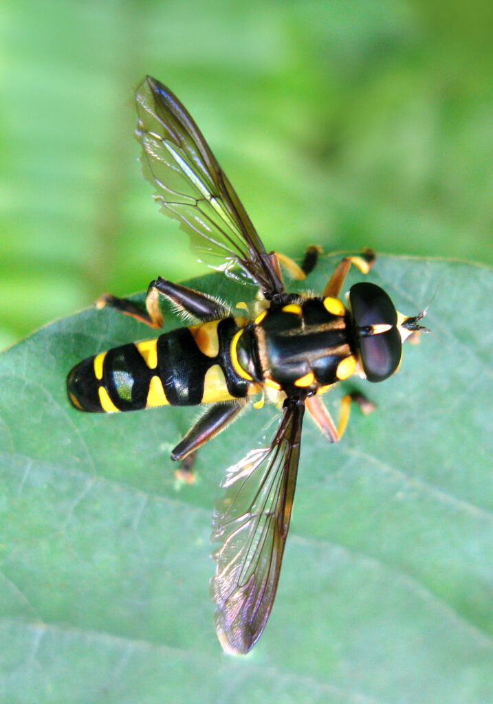 Hover Flies (Family Syrphidae)