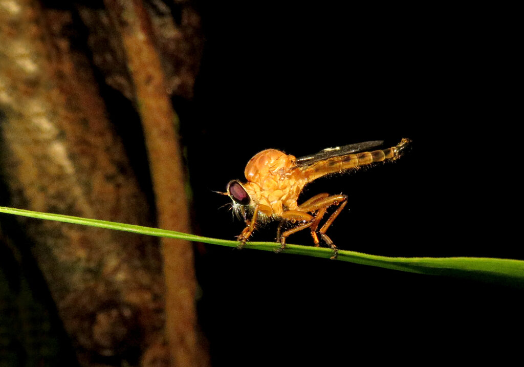 Lalat Perampok