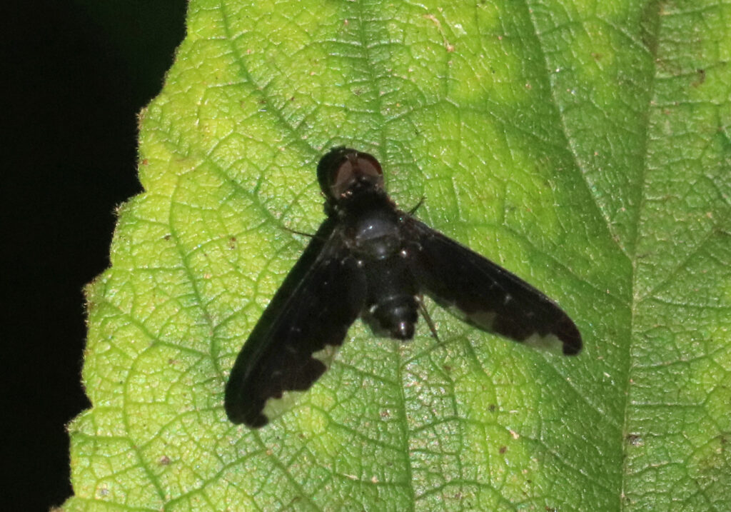 Subfamily Anthracinae