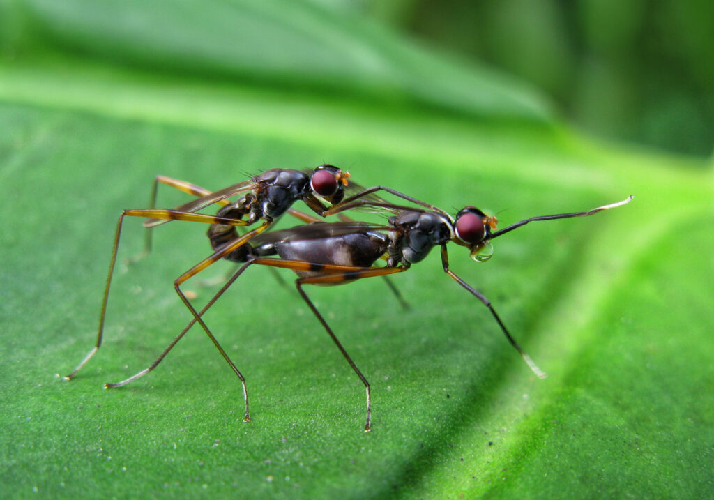Lalat Berkaki Panjang (Famili Micropezidae)
