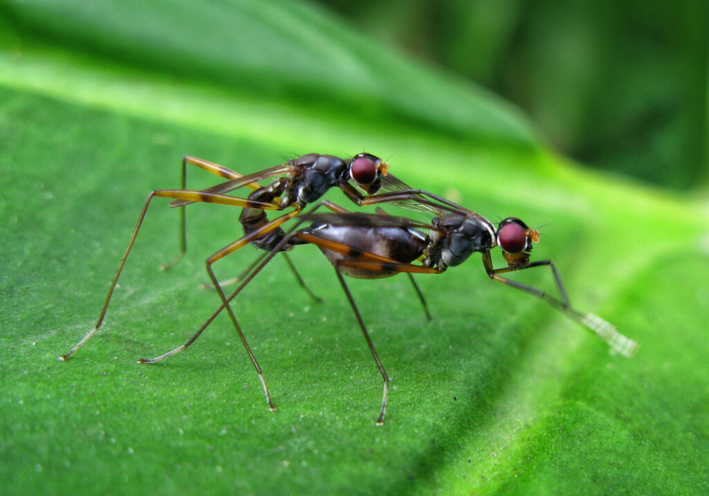 Lalat Berkaki Panjang (Famili Micropezidae)