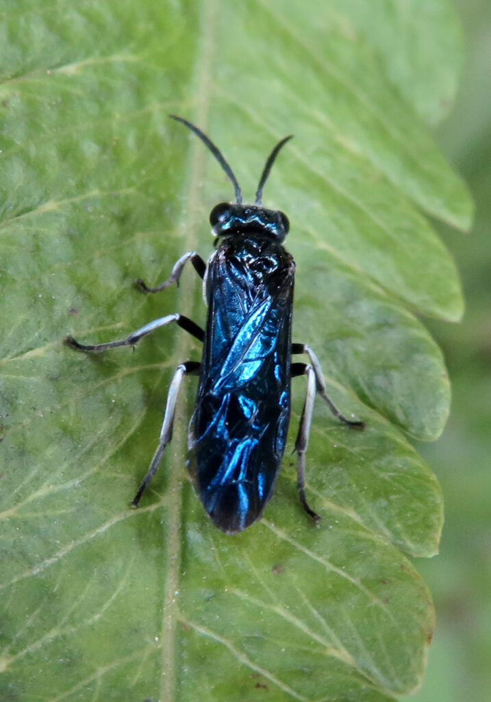 Ants, Bees, Wasps, and Sawflies