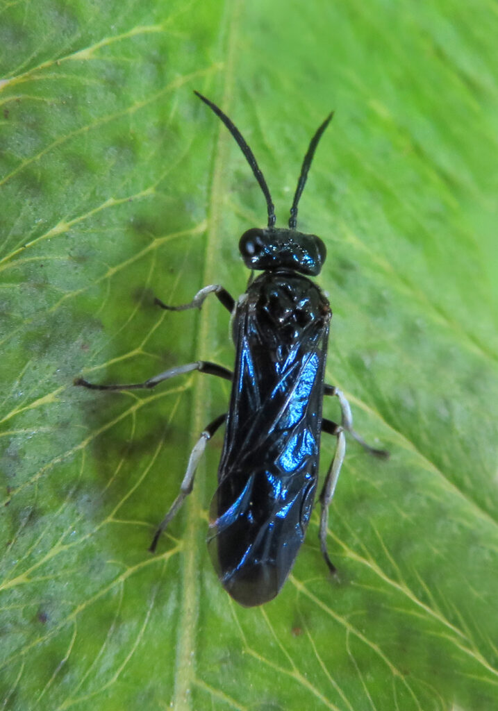 Ants, Bees, Wasps, and Sawflies