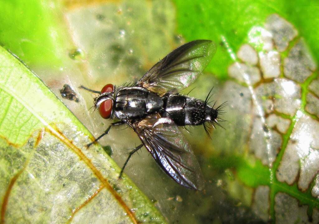 Lalat Tachinid (Famili Tachinidae)