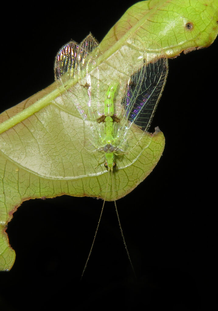 Green Lacewings