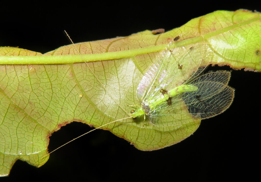 Green Lacewings