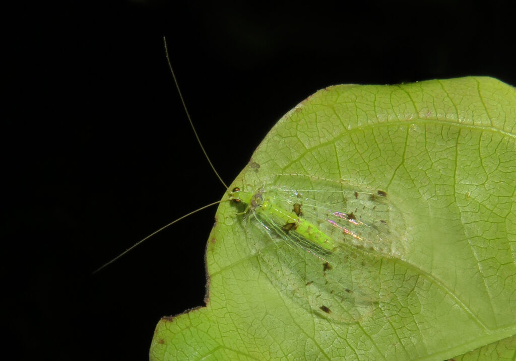 Green Lacewings