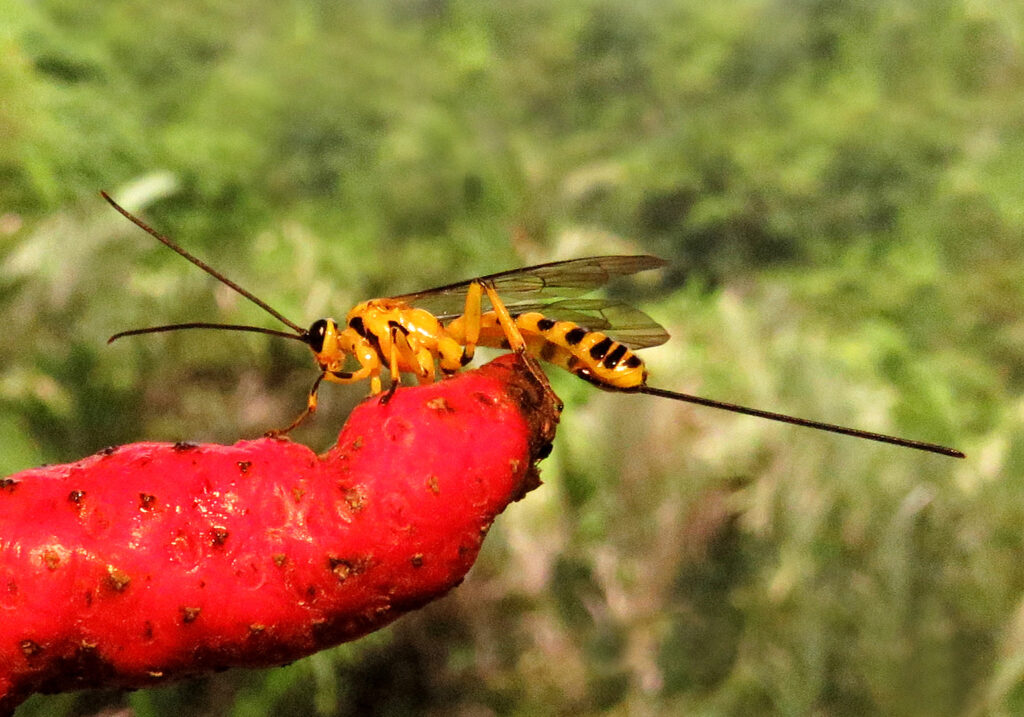 Ichneumonid Wasps