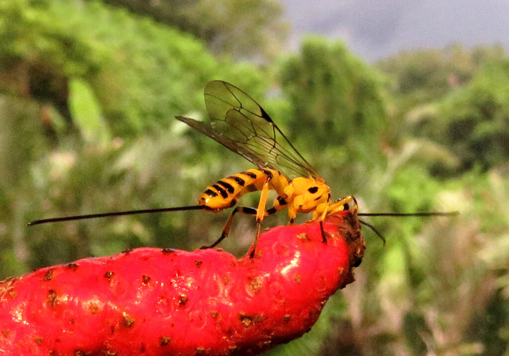 Ichneumonid Wasps