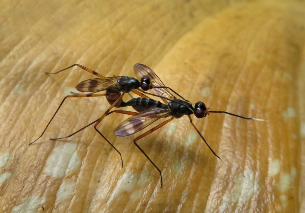 Lalat Berkaki Panjang (Famili Micropezidae)