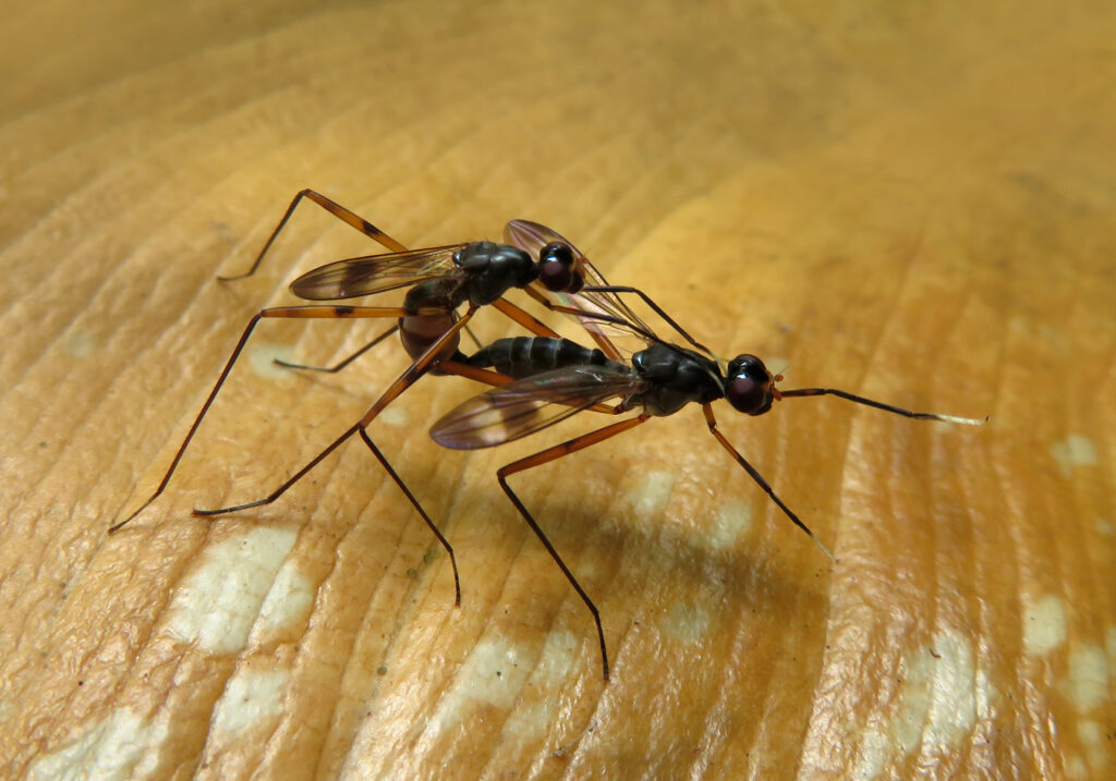 Lalat Berkaki Panjang (Famili Micropezidae)