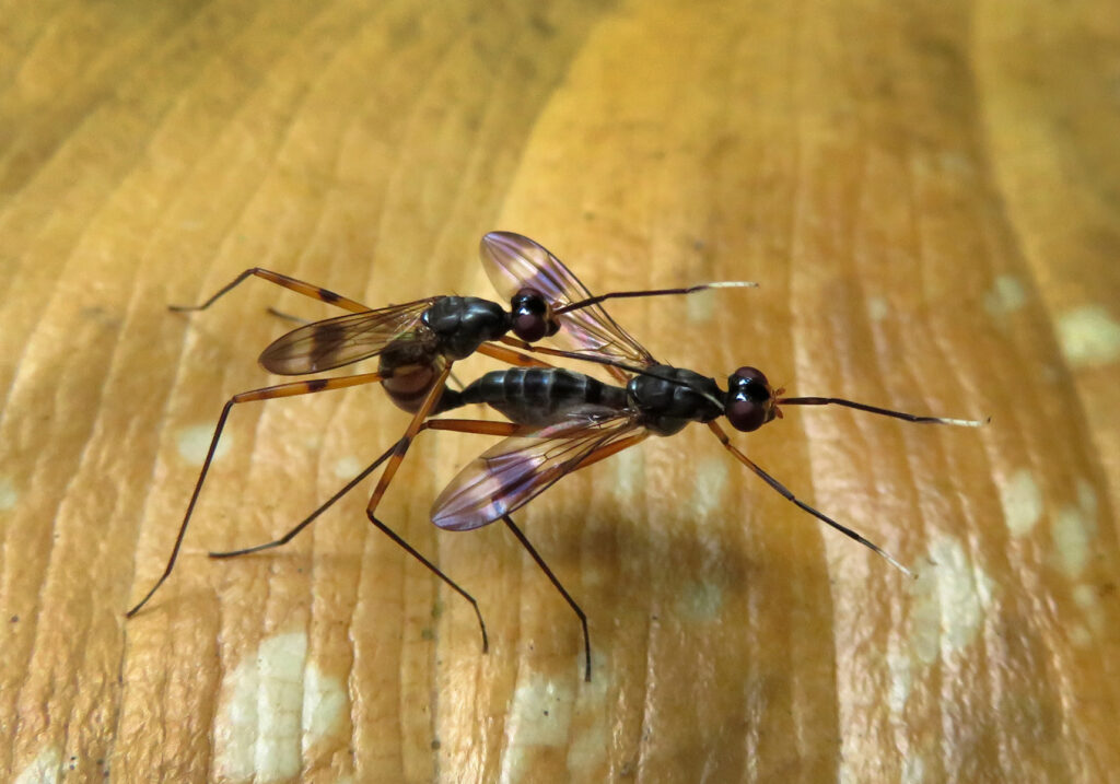 Lalat Berkaki Panjang (Famili Micropezidae)
