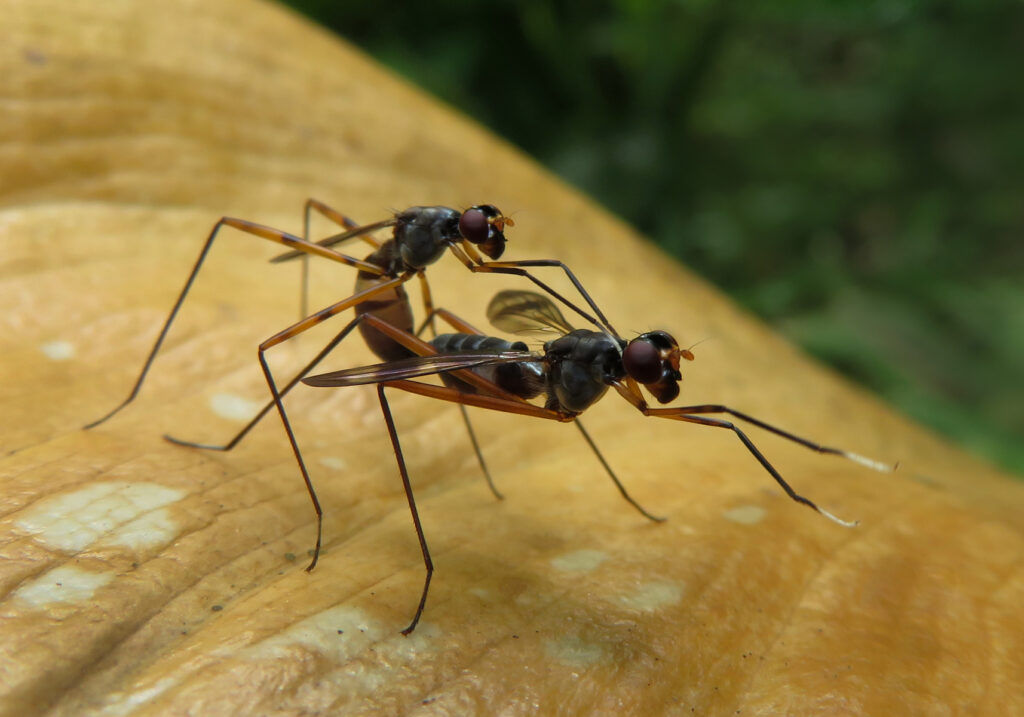 Lalat Berkaki Panjang (Famili Micropezidae)