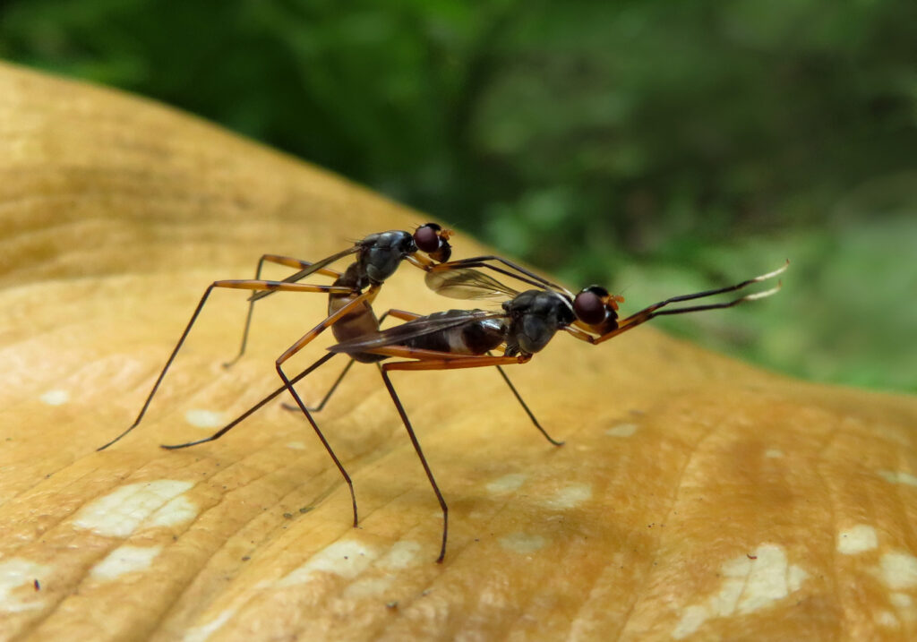 Lalat Berkaki Panjang (Famili Micropezidae)