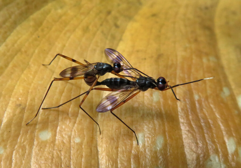 Lalat Berkaki Panjang (Famili Micropezidae)