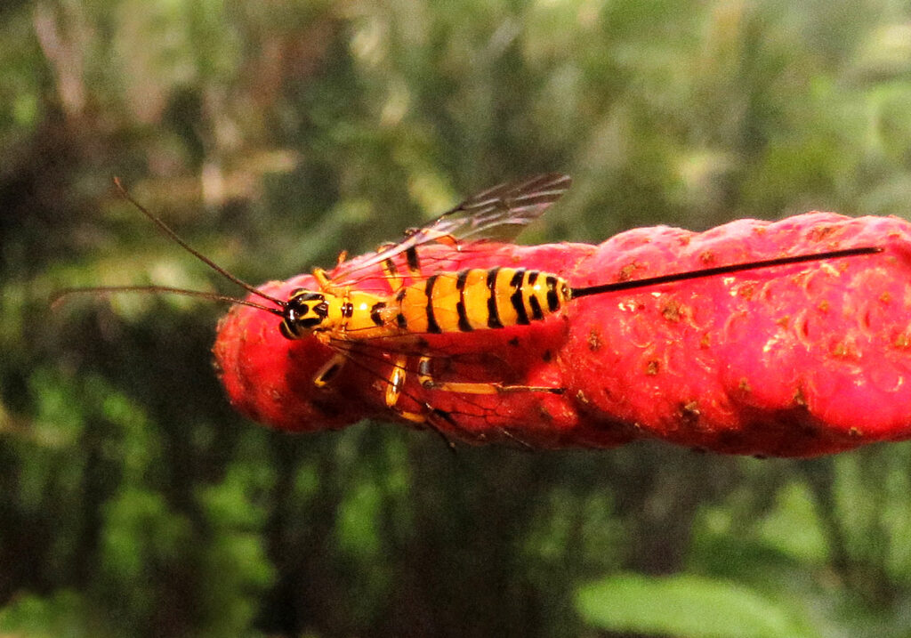 Ichneumonid Wasps