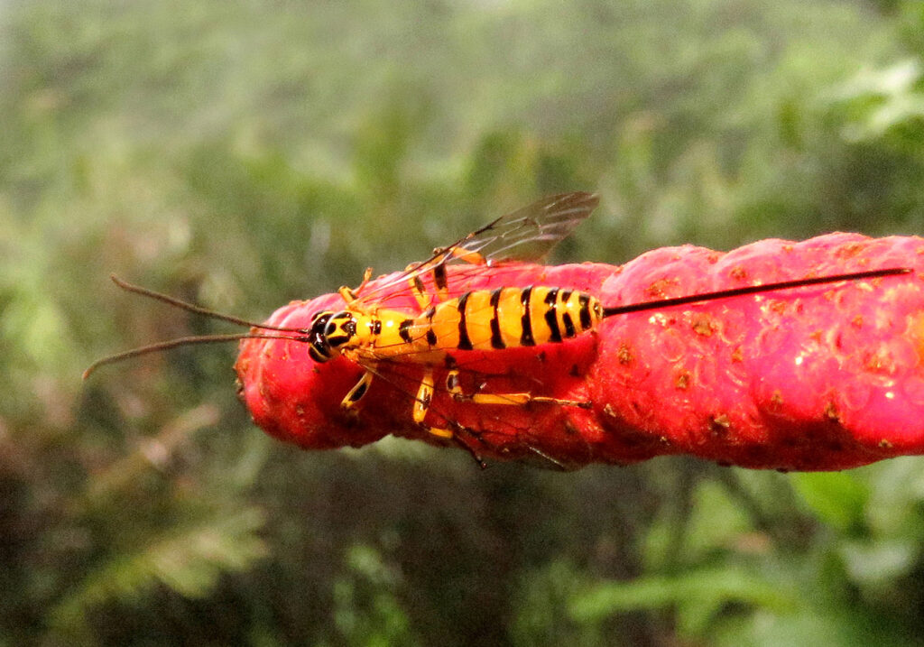 Ichneumonid Wasps