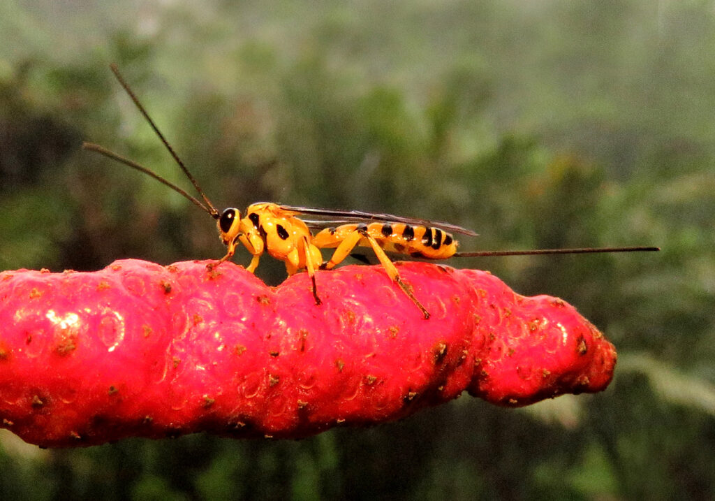 Ichneumonid Wasps