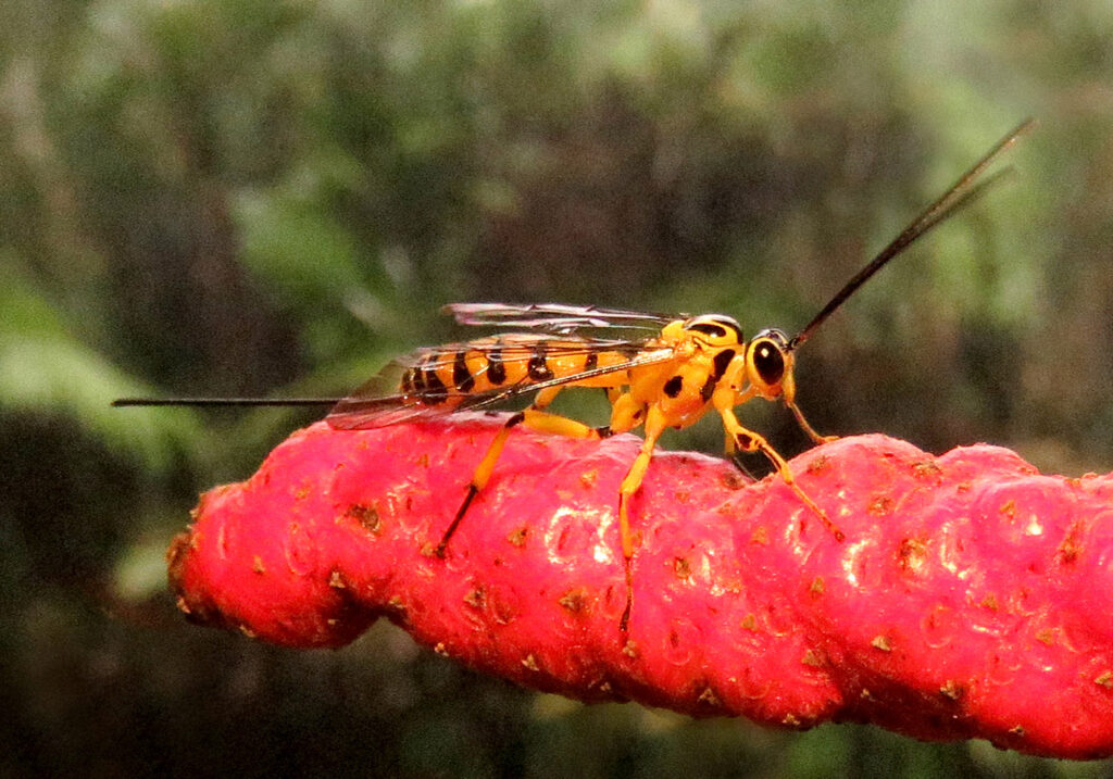 Ichneumonid Wasps
