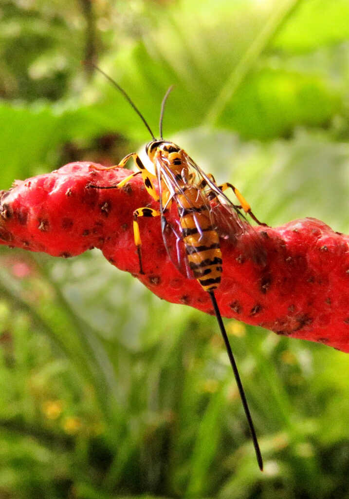 Ichneumonid Wasps