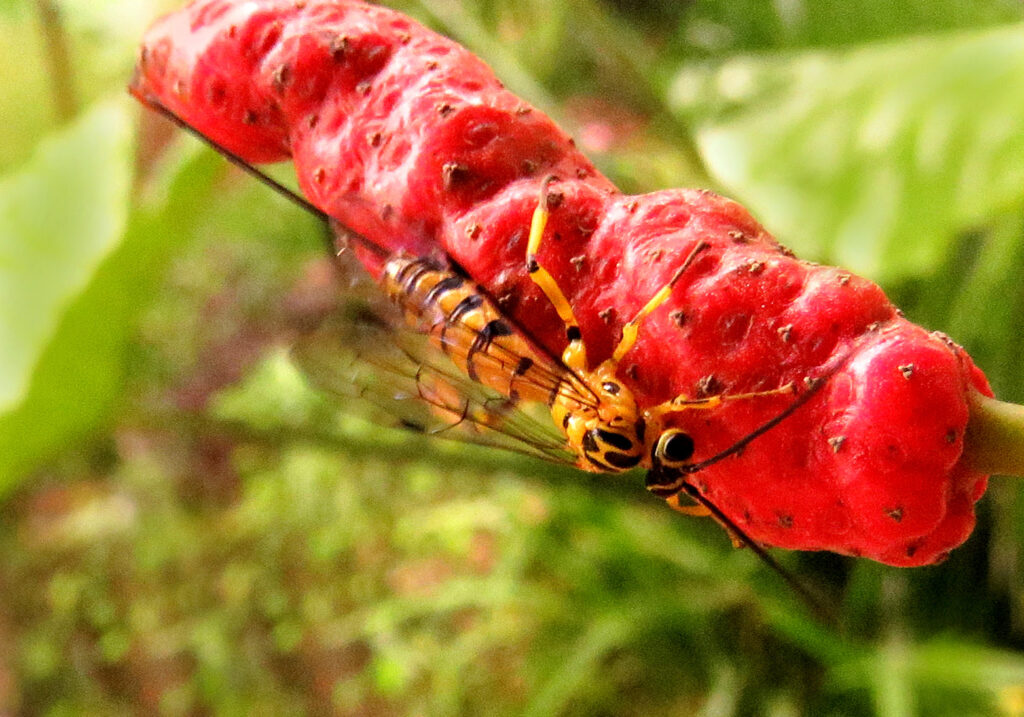 Ichneumonid Wasps