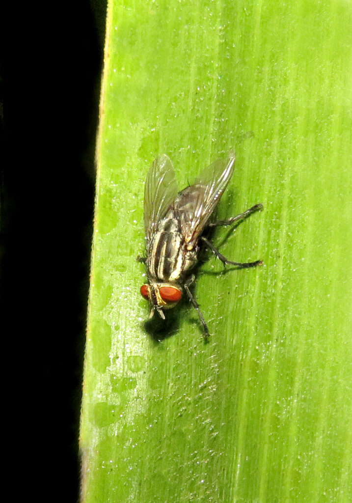 Lalat Daging (Famili Sarcophagidae)